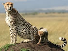 tanzania wildlife safari 